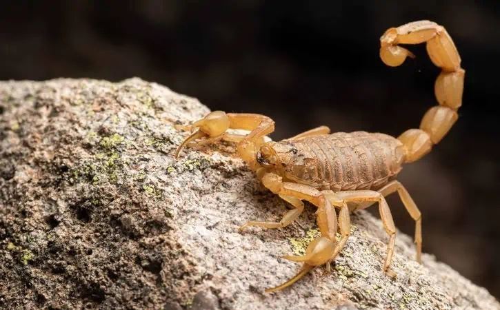 Bark Scorpions Are Known To Sting Repeatedly If Agitated