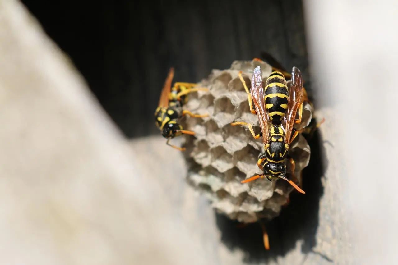 Animal Bee Beehive